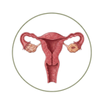 Women Health